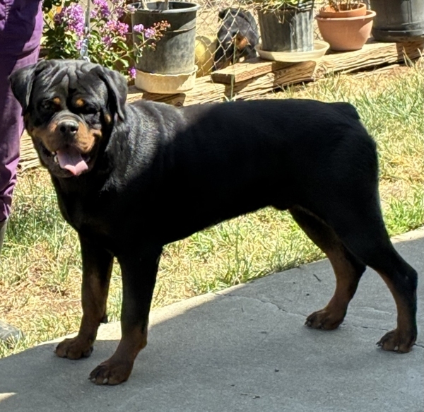Male Rottweiler available