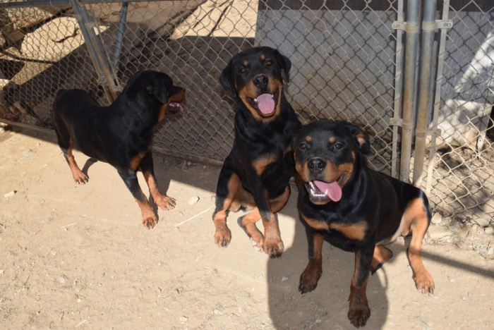 Rottweiler puppies