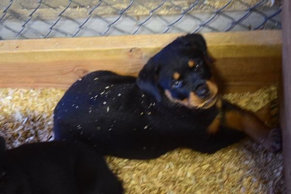 Rottweiler puppies