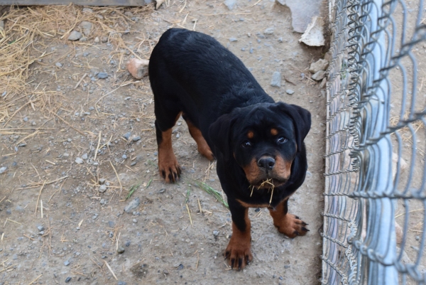 Rottweiler puppies