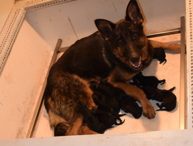 German Shepherd female