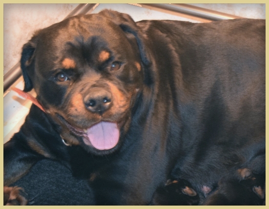 Dazy vom Hognadottir